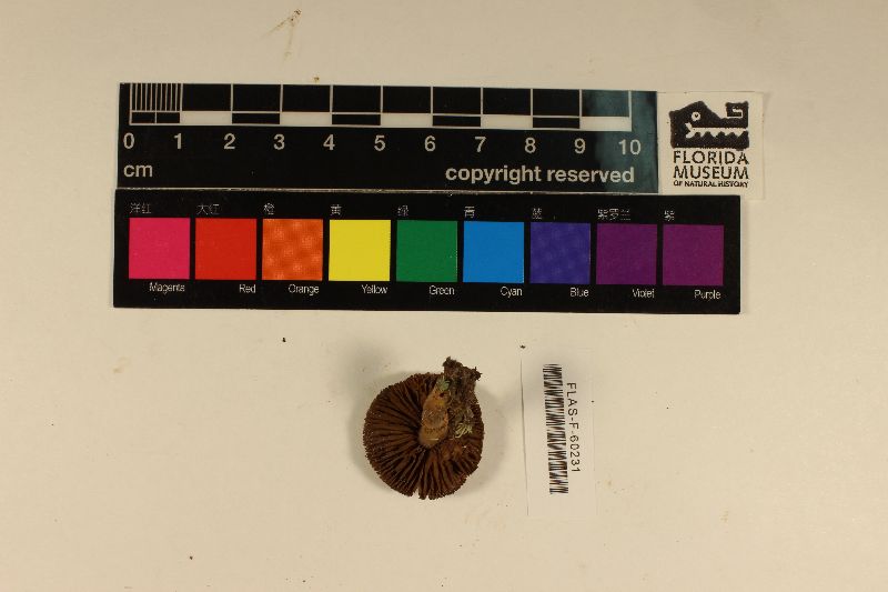 Cortinarius iliopodius image