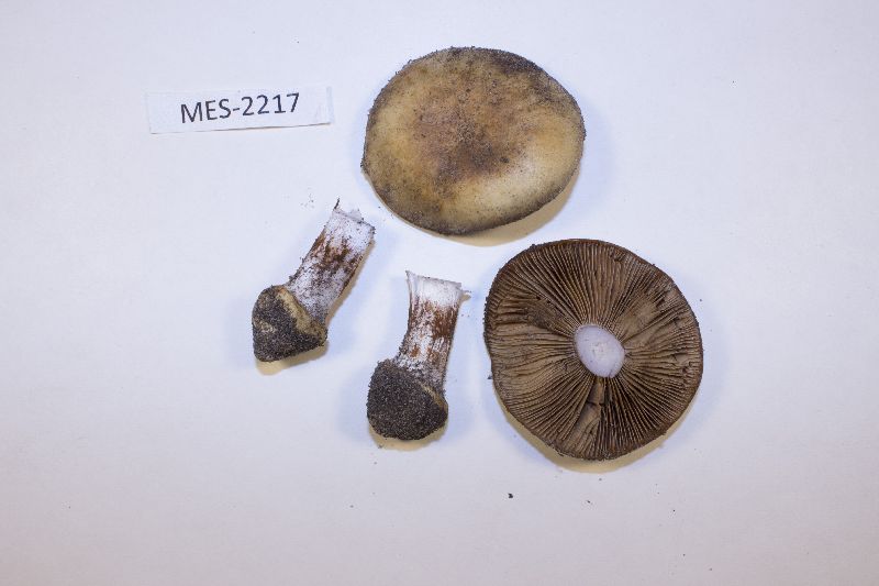 Cortinarius griseocoeruleus image