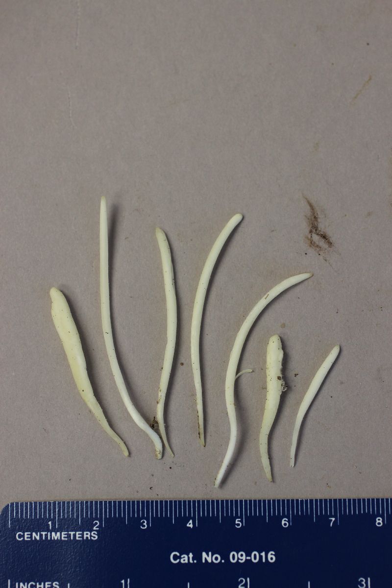 Clavaria fragilis image
