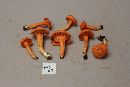 Image of Cantharellus corallinus