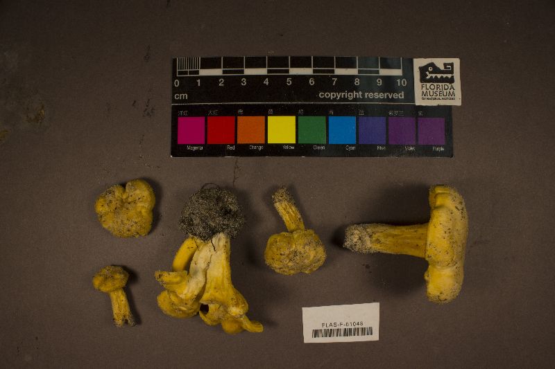 Cantharellus texensis image