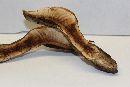 Ganoderma ravenelii image