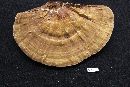 Ganoderma zonatum image
