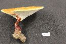 Ganoderma resinaceum image