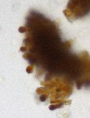 Ganoderma tuberculosum image
