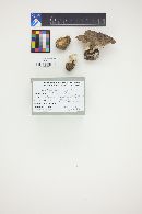 Tricholoma pardinum image