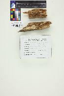 Aleurodiscus lividocaeruleus image