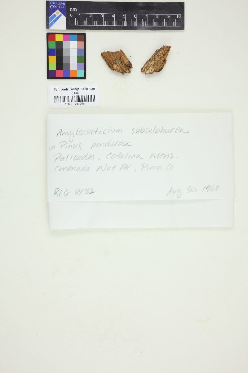 Amylocorticium subsulphurea image