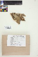 Amylostereum chailletii image