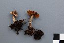 Cortinarius flexipes var. inolens image