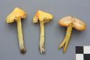 Hygrocybe persistens image