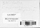 Monilinia vaccinii-corymbosi image