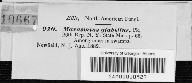 Marasmius glabellus image