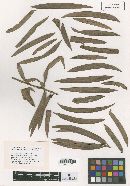 Corynelia clavata image