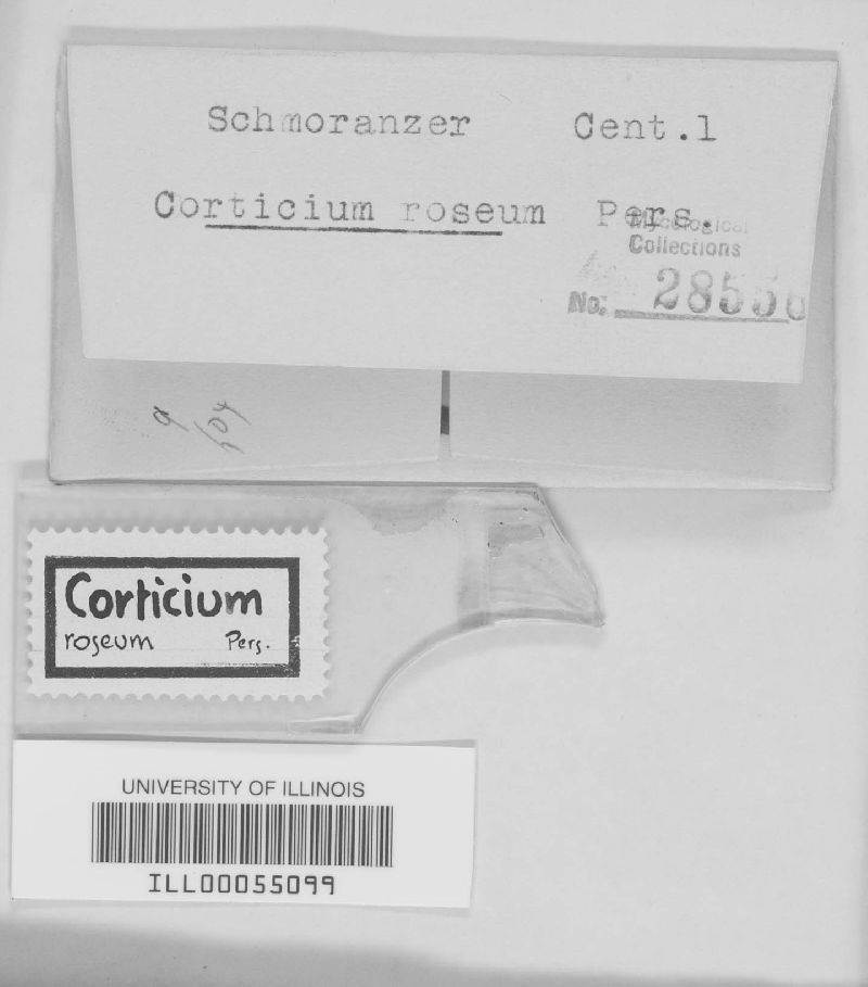 Corticium roseum image