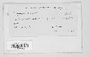 Uromyces gemmatus image