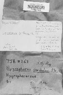 Hygrophorus sordidus image
