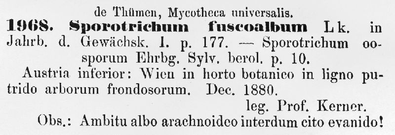 Sporotrichum fuscoalbum image