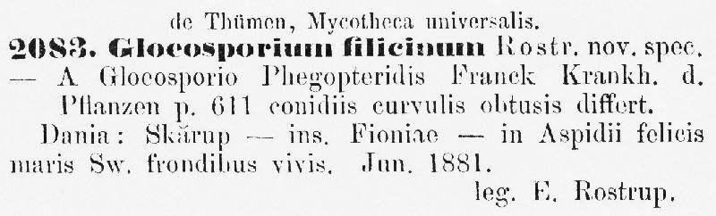 Gloeosporium filicinum image
