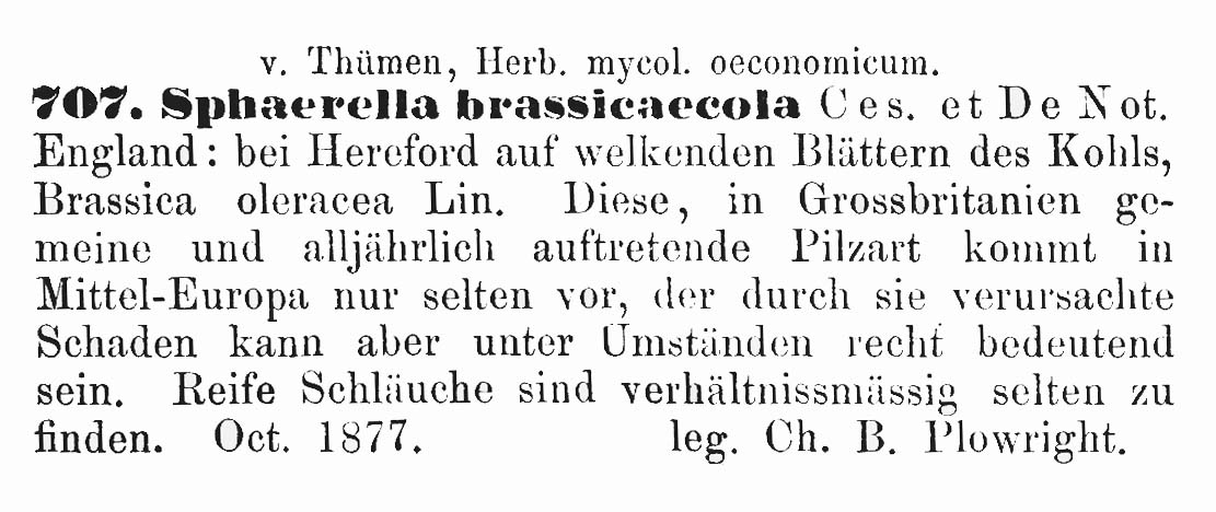 Mycosphaerella brassicicola image