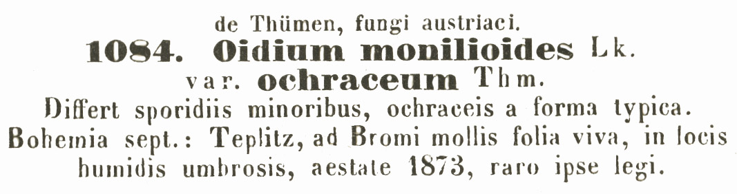 Oidium monilioides var. ochraceum image