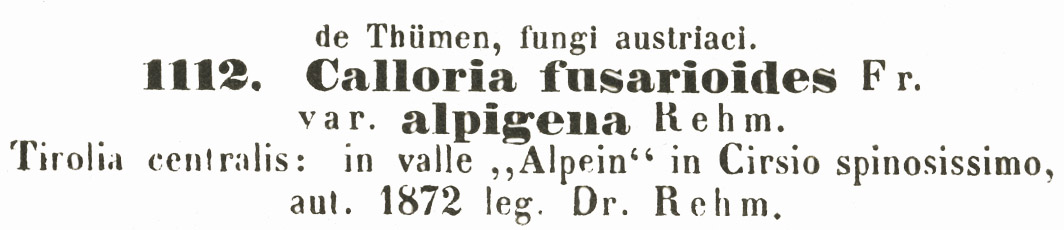 Calloria fusarioides var. alpigena image