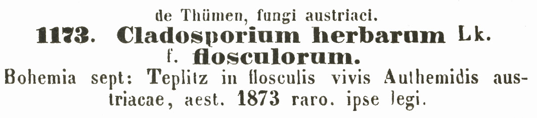 Cladosporium herbarum f. flosculorum image