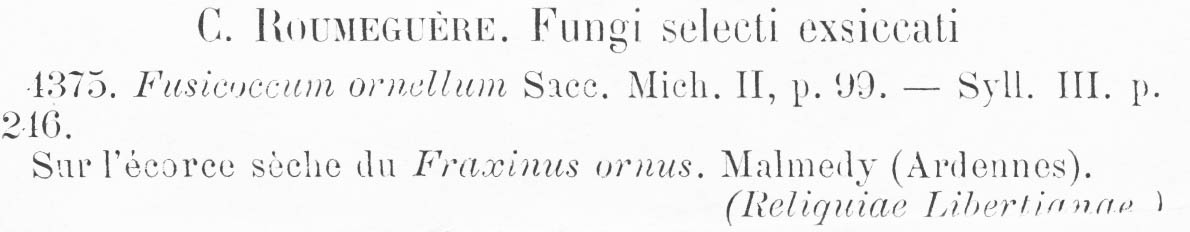 Fusicoccum ornellum image