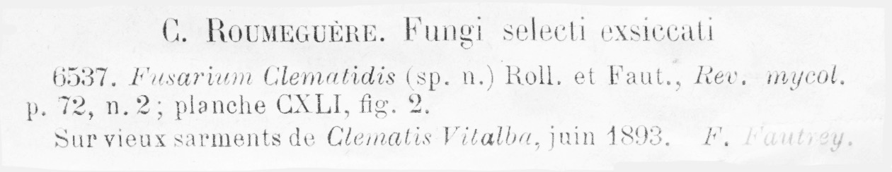 Fusarium clematidis image