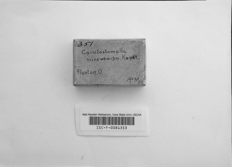Ceratostomella microcarpa image