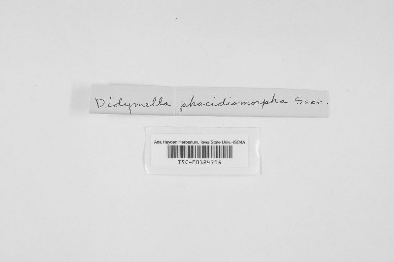 Glomerella phacidiomorpha image
