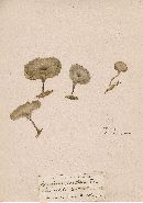 Arrhenia rustica image