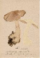 Cortinarius saginus image