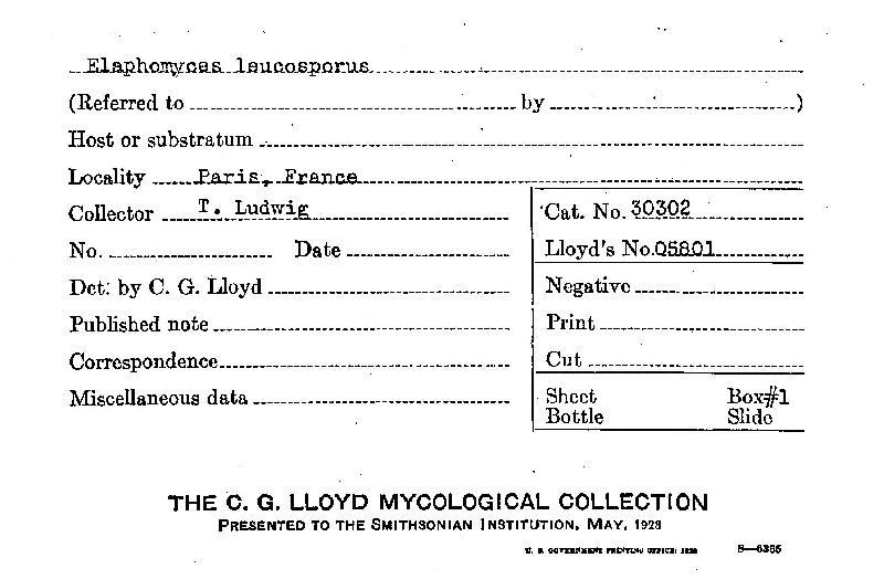 Elaphomyces leucosporus image