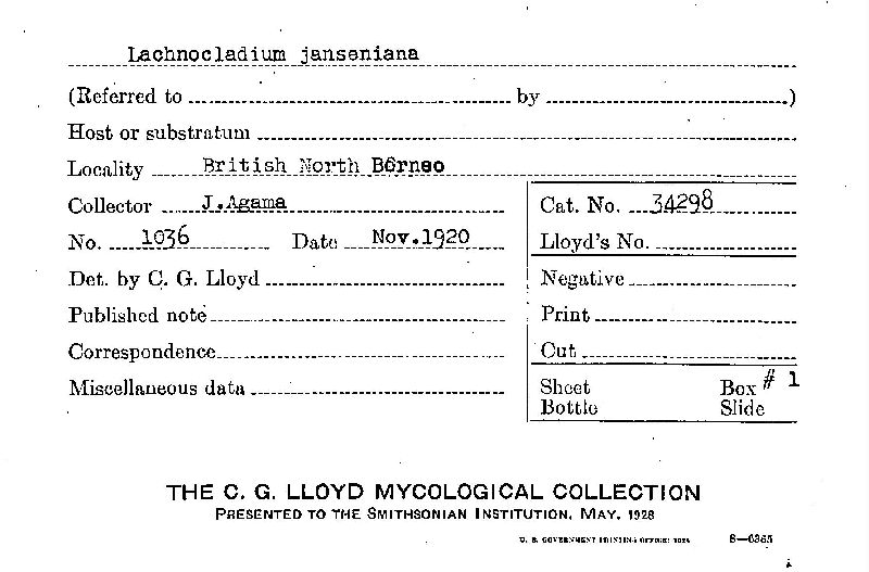 Lachnocladium janseniana image