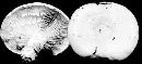 Lactarius pallescens image