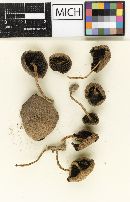 Psathyrella fuscospora image
