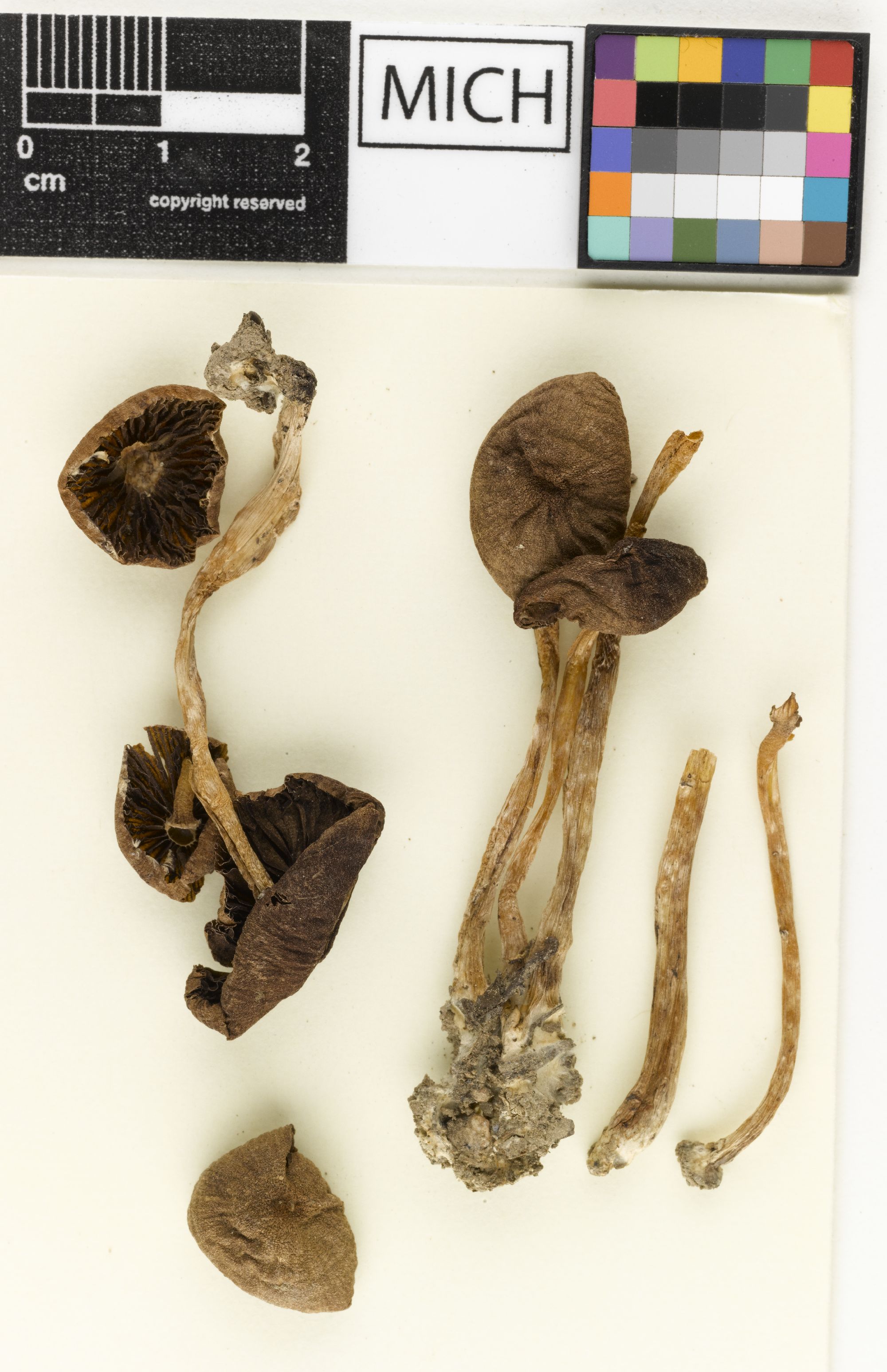 mycoportal-detailed-collection-record-information