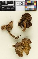 Psathyrella populorum image