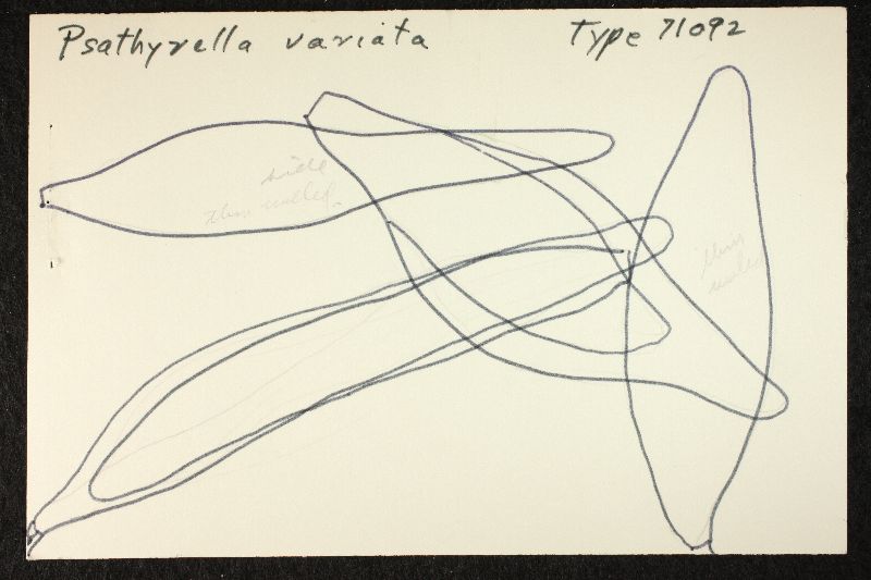 Psathyrella variata image
