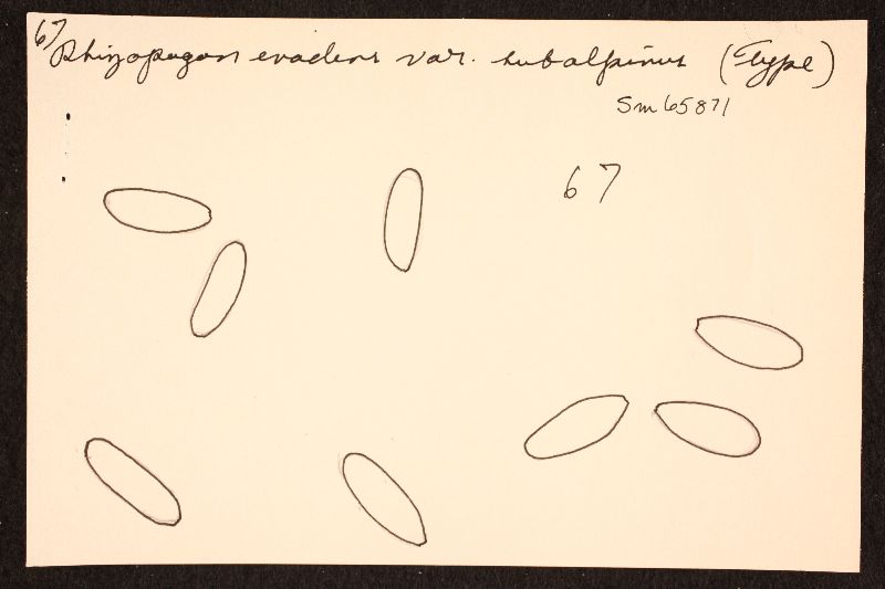 Rhizopogon evadens var. subalpinus image