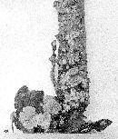 Crepidotus fimbriatus image