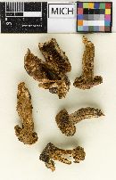 Hygrophorus avellaneifolius image