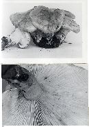 Leucopaxillus septentrionalis image