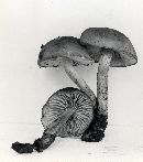 Lyophyllum gracile image