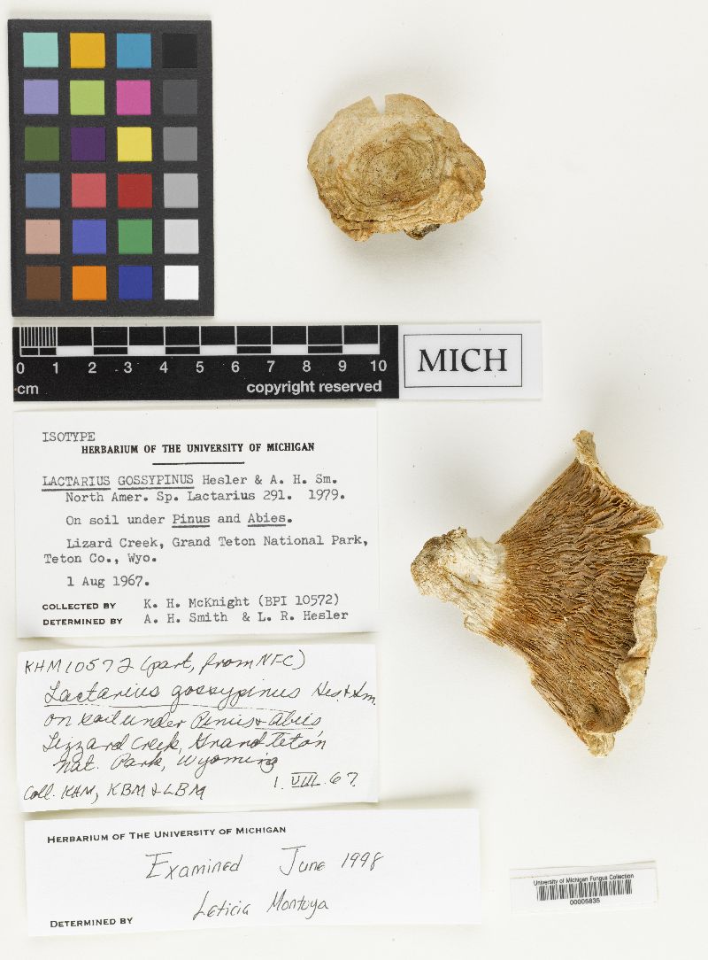 Lactarius gossypinus image