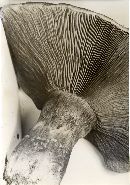 Cortinarius ponderosus image