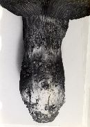 Cortinarius ponderosus image