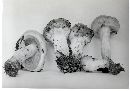 Pholiota avellaneifolia image