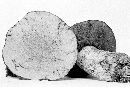 Boletus pseudo-olivaceus image